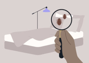 How to Notice Bed Bugs on Your Mattress Early
